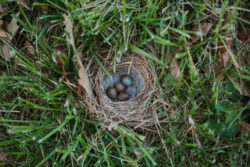 bird's nest with eggs