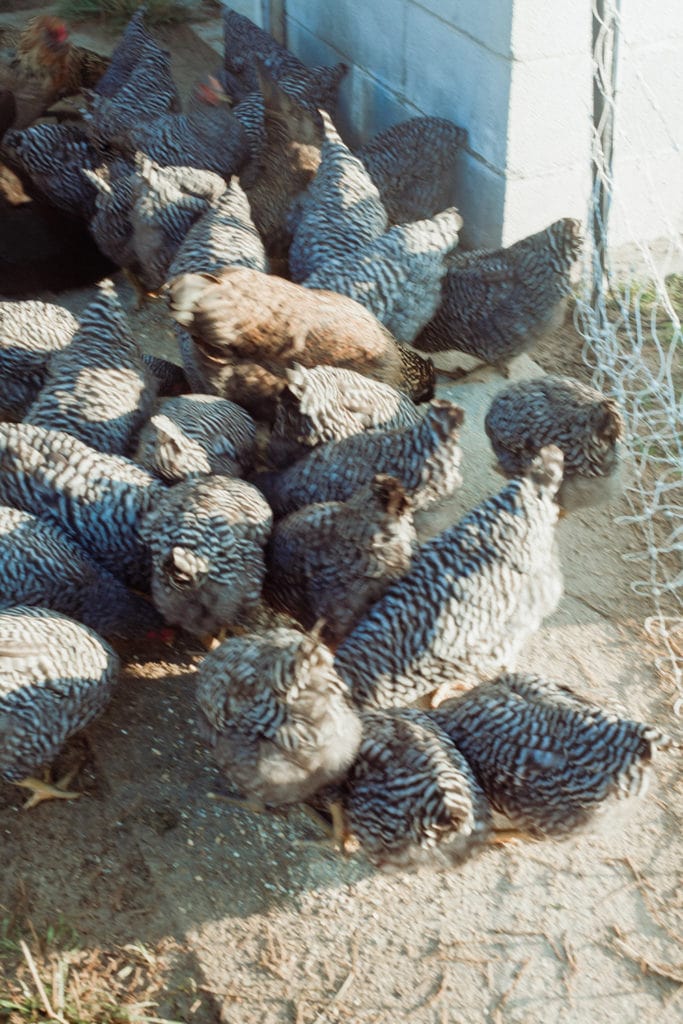chickens at rough draft farm